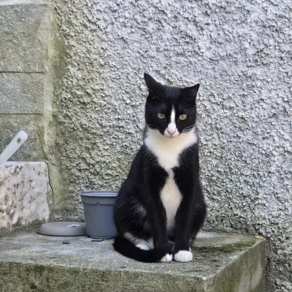 Gino, gatto tigrato, seduto e visibilmente poco impressionato
